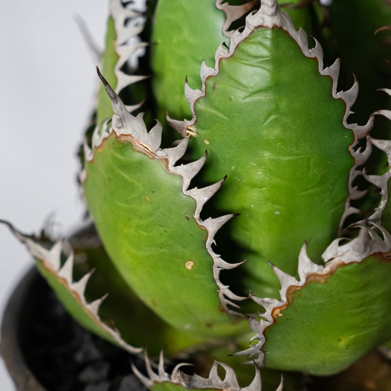 アガベ ホリダ 鉢セット OC株【発根管理中】Agave horrida 多肉植物