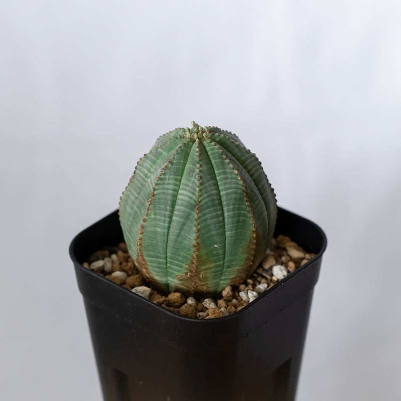 ユーフォルビア オベサ 実生 Euphorbia obesa 多肉植物 珍奇植物 静岡