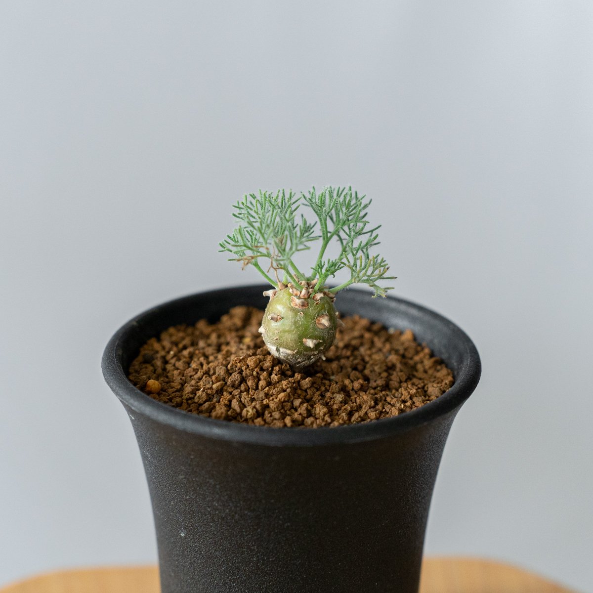 モンソニア ペニクリナム Monsonia peniculinum サルコカウロン 塊根