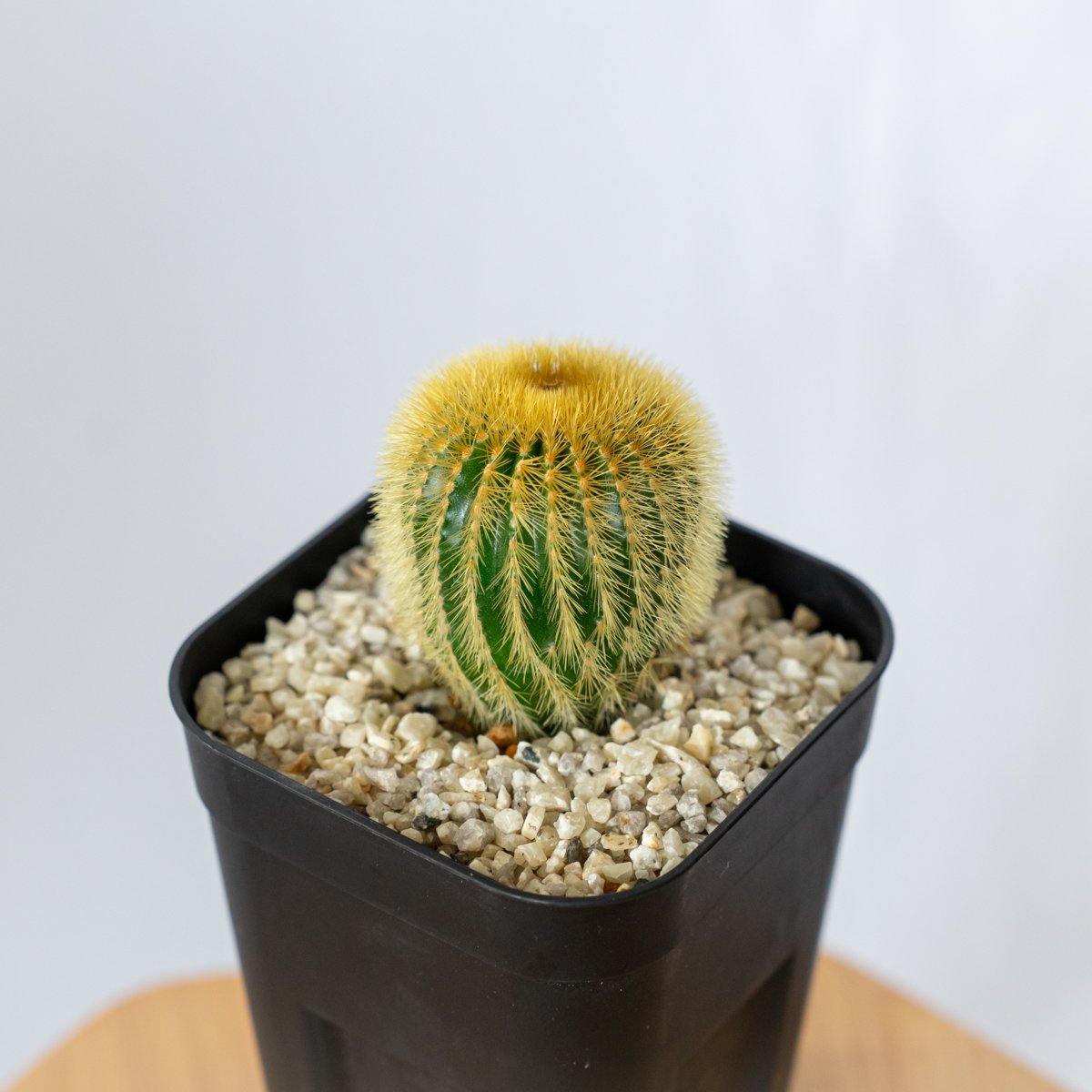 ユーベルマニア エリオカクトイデス 美株 実生 Uebelmannia pectinifera