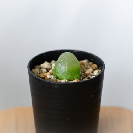 とおる様　確認用　コノフィツム　ブルゲリ　1.7cm以上　10点　S30、31 とおる様 確認用 コノフィツム ブルゲリ 1.7cm以上 10点 S30、31