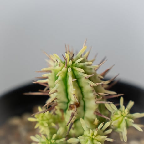 ユーフォルビア 紅彩閣錦 エノプラ 斑入り Euphorbia enopla 塊根植物 多肉植物 珍奇植物 静岡 ANTIDOTE 通販 S982