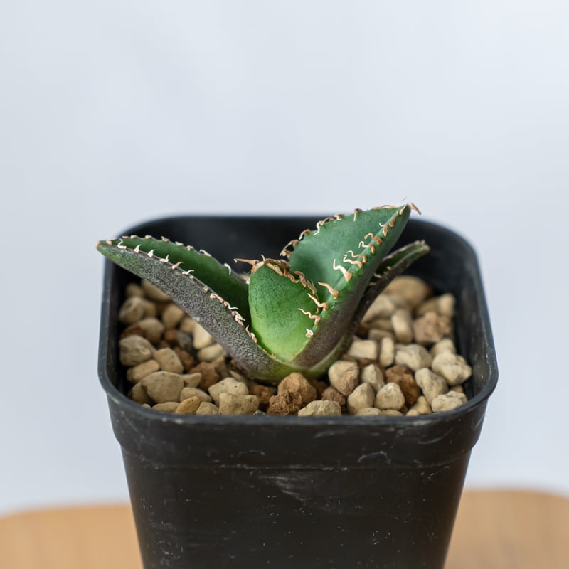 アガベ チタノタ 清櫻【発根管理中】TC株 Agave titanota Seiou