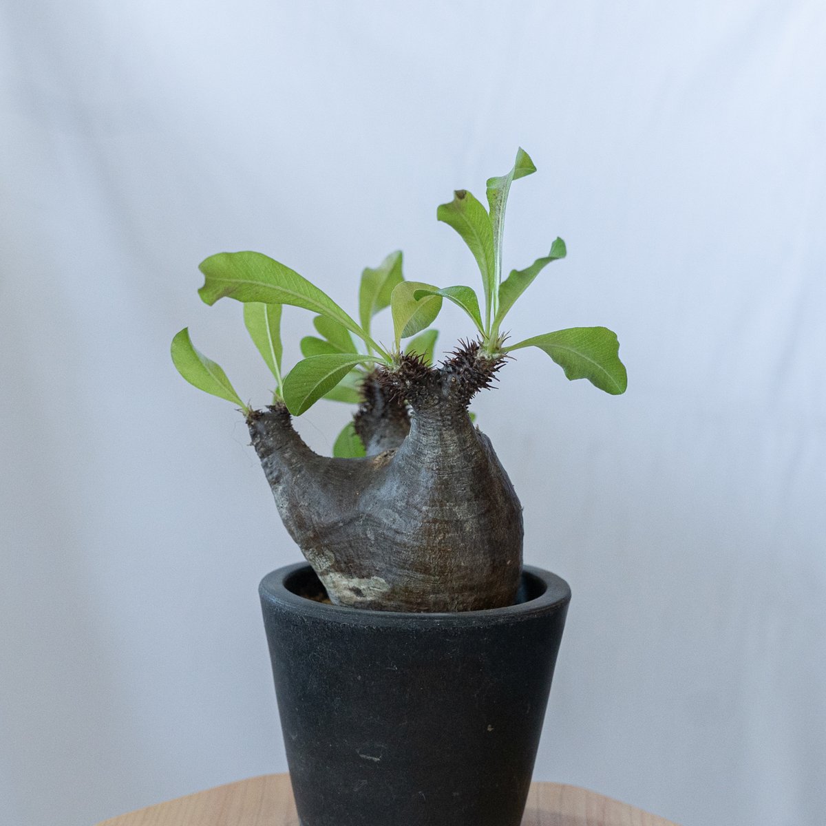 パキポディウムマカイエンセ塊根植物 パキポディウム マカイエンセ pachypodhium makayense 魔界玉 塊根植物