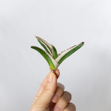 アガベ氷山 | STORES