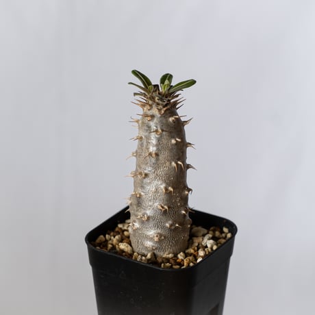 パキポディウム カクチペス 実生 pachypodhium rosulatum var. cactipes 塊根植物 コーデックス 多肉植物 珍奇植物 静岡 ANTIDOTE 通販 S1418