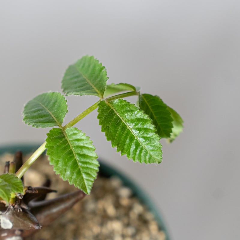 ベイセリア メキシカーナ 実生 Beiselia mexicana 塊根植物 多肉植物