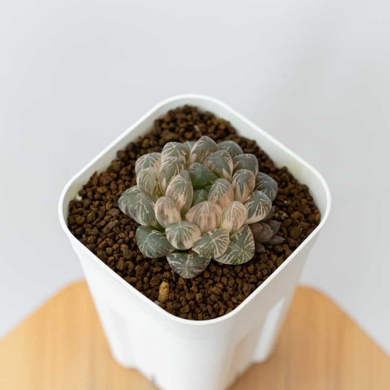 ハオルチア オブツーサ錦 舞姫錦 Haworthia obutusa 'Maihime