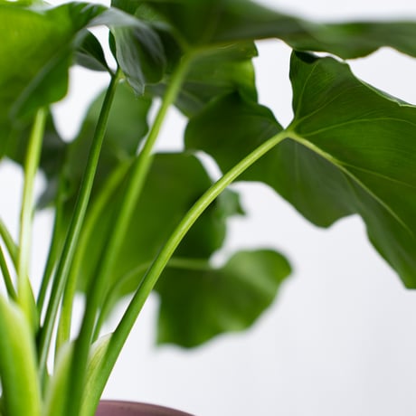 フィロデンドロン セローム 鉢セット Horsehead philodendron 観葉植物 多肉植物 インテリアグリーン 静岡 ANTIDOTE 通販 S1300