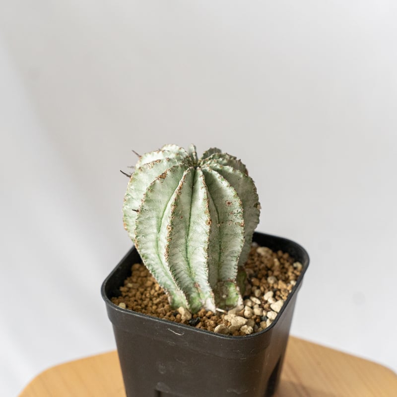 ユーフォルビア ホリダ Euphorbia horrida 多肉植物 珍奇植物 ANTIDOT