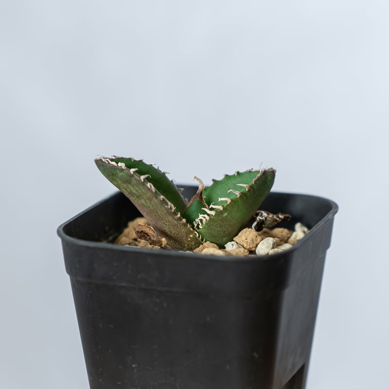 アガベ チタノタ 南アフリカダイヤモンド【発根管理中】TC株 Agave