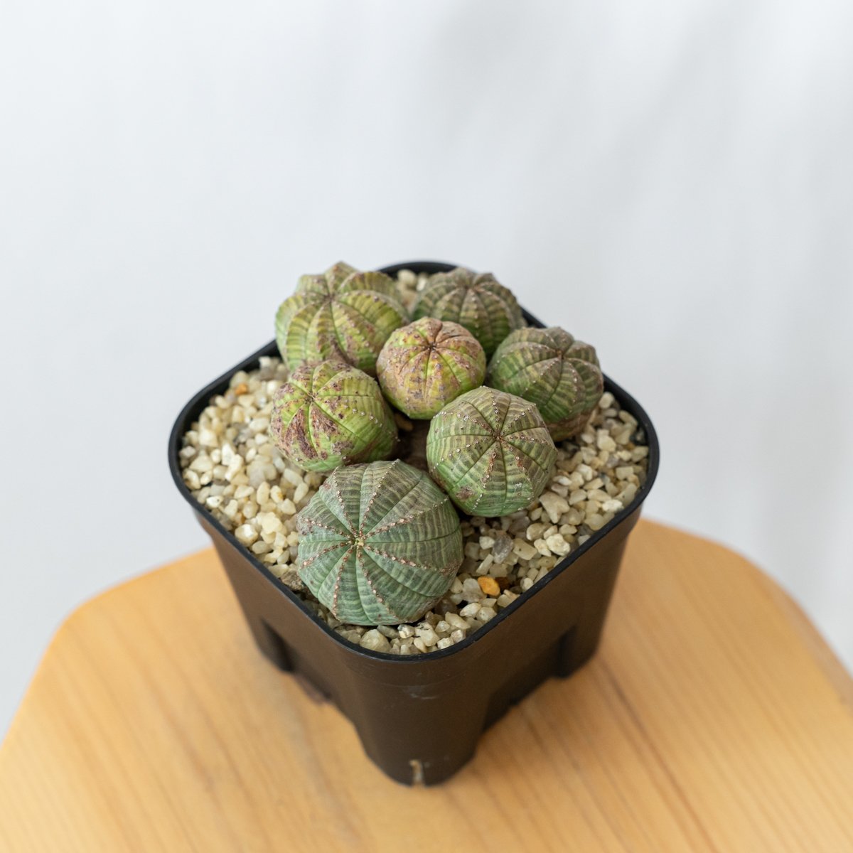 ユーフォルビア　オベサ群生 ユーフォルビア オベサ 群生株 実生 Euphorbia obesa 多肉植物 珍奇