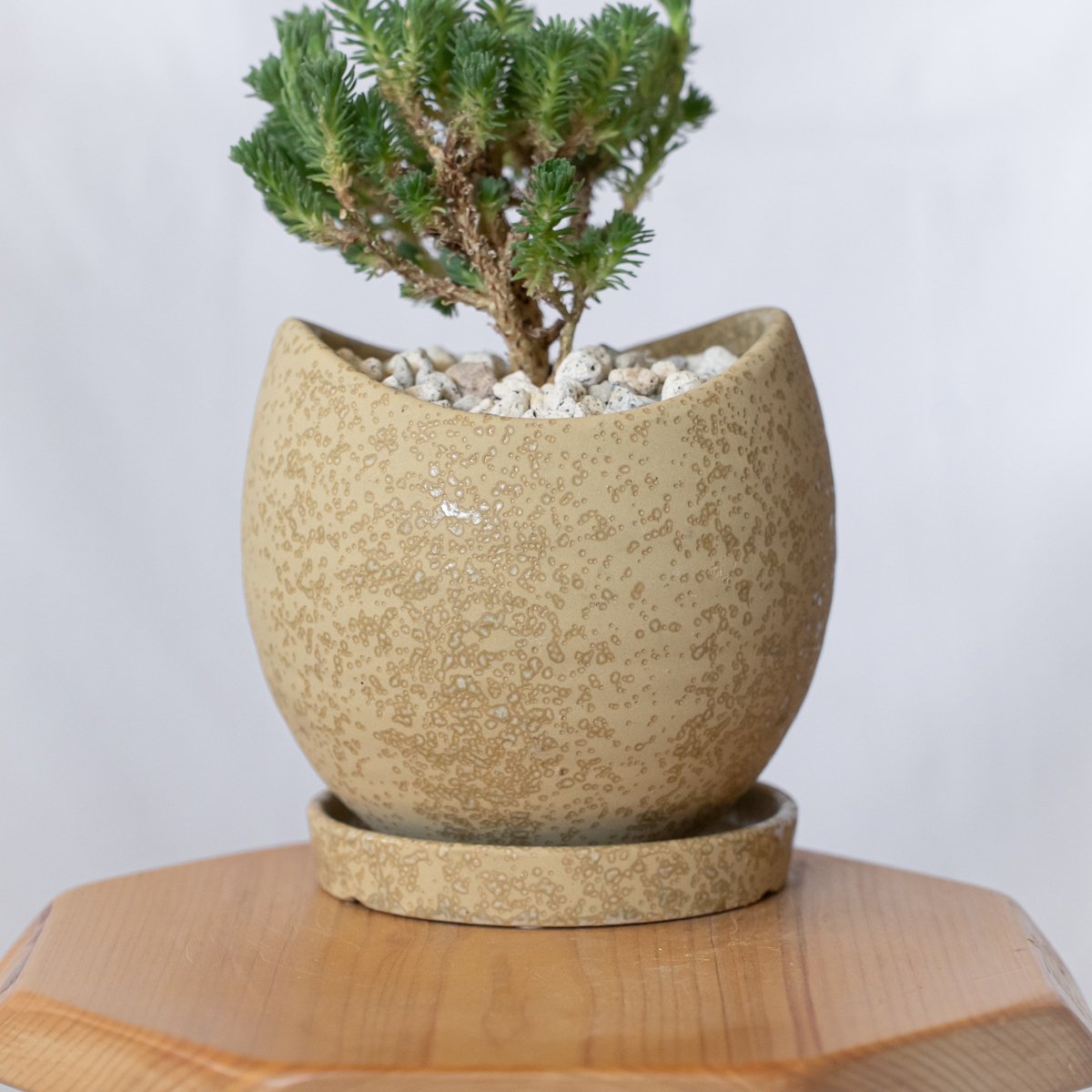 ユーフォルビア ムルチセプス 鉢セット 多頭キリン Euphorbia