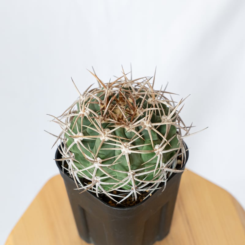 ギムノカリキウム フェロシオール 美株 実生 Gymnocalycium