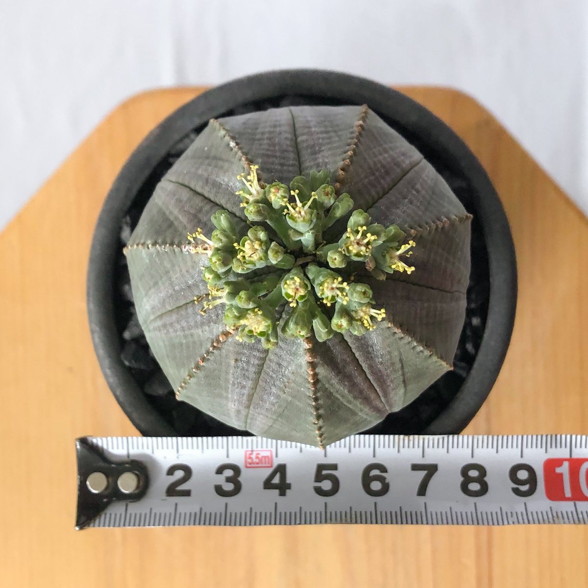 ユーフォルビア オベサ 鉢セット オス株 雄株 美株 Euphorbia obesa
