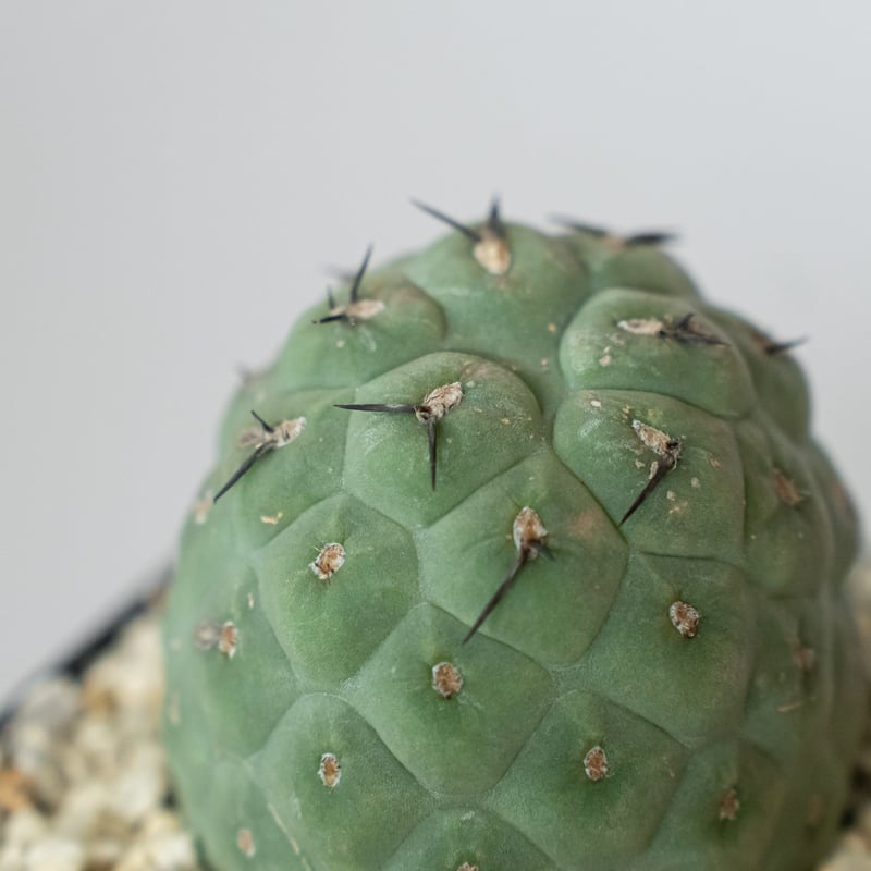 テフロカクタス ゲオメトリクス 実生 Tephrocactus geometricus サボテ