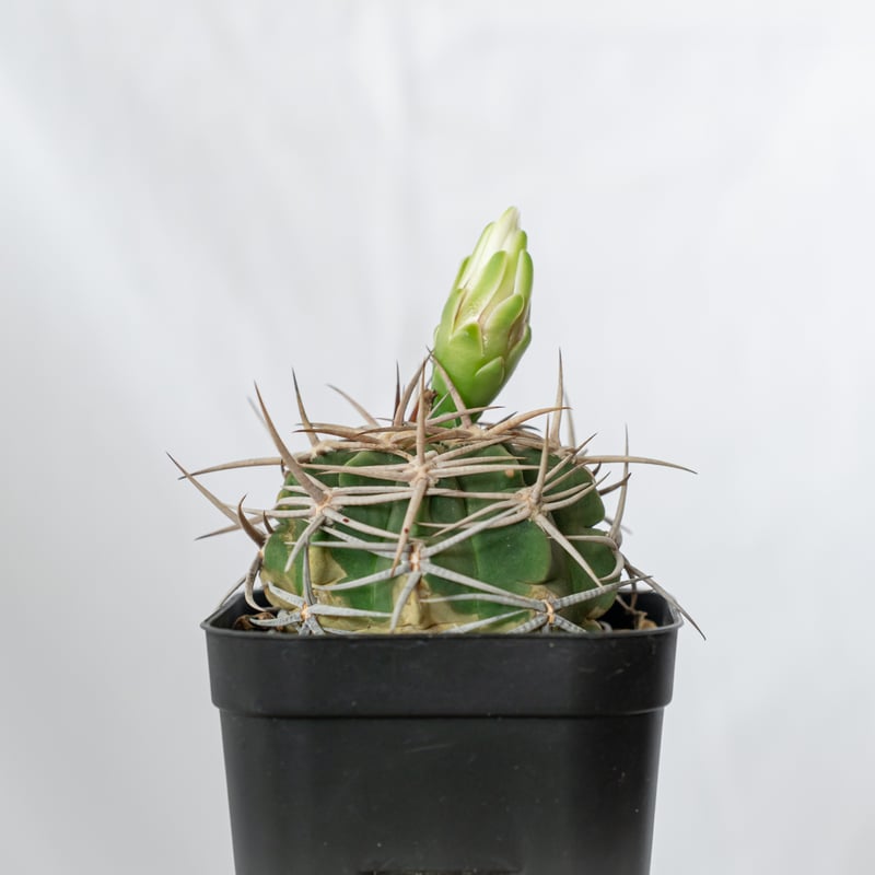 ギムノカリキウム フェロシオール 美株 実生 Gymnocalycium hybopleuru