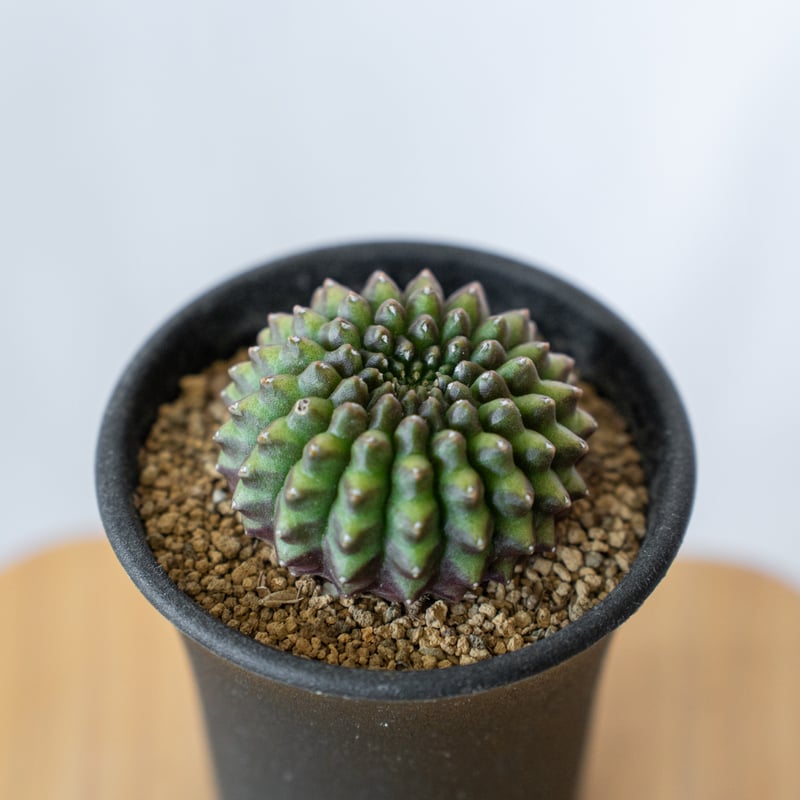 ギムノカリキウム 牡丹玉 石化 Gymnocalycium mihanovichii サボテン