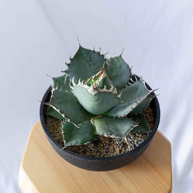 アガベ チタノタ 南覇王 Agave titanota Minami Haou 多肉植物