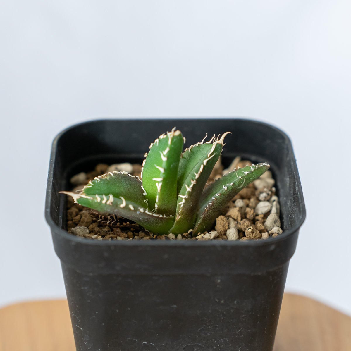 アガベ チタノタ 白豪刺【発根管理中】 Agave titanota TC株 アガベ チタノタ 白豪刺【発根管理中】 Agave titanota TC株