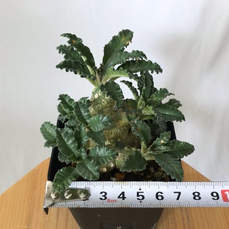 ドルステニア ラブラニー 実生 Dorstenia Dorstenia lavrani 塊根植物 コーデックス 多肉植物 珍奇植物 静岡 ANTIDOTE 通販 S1458