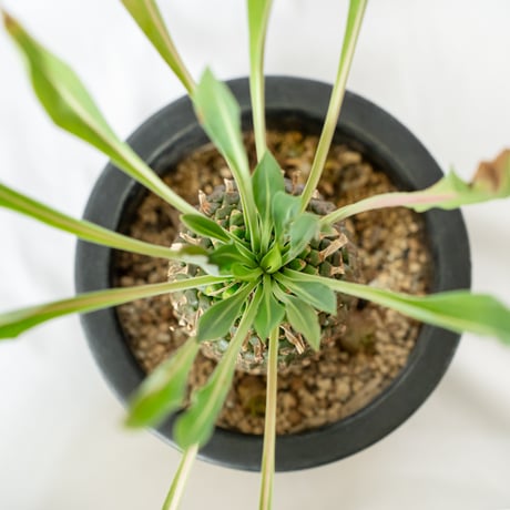 鉄甲丸 ユーフォルビア ブプレウリフォリア 実生 雌株 Euphorbia bupleurifolia 多肉植物 珍奇植物 静岡 ANTIDOTE 通販 S532