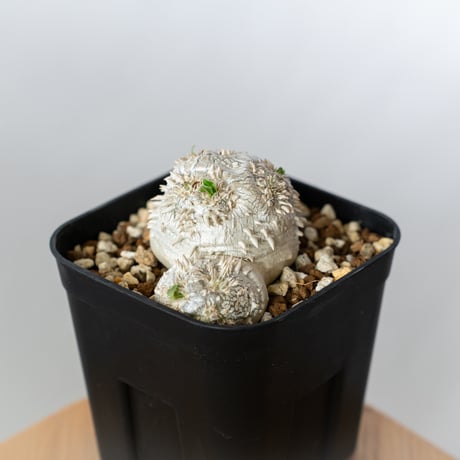 パキポディウム ブレビカウレ 恵比寿笑い 実生 Pachypodium brevicaule 塊根植物 コーデックス 多肉植物 珍奇植物 静岡 ANTIDOTE 通販 S1350