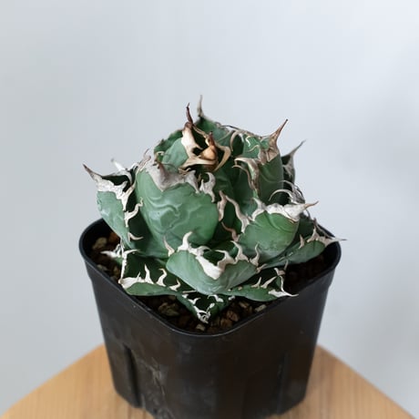 アガベ チタノタ 魔丸 OC株【発根管理中】agave titanota imps 多肉植物 珍奇植物 ANTIDOTE 静岡 通販 S1442