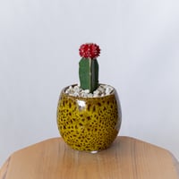 ギムノカリキウム ヒボタン 緋牡丹 鉢セット サボテン 多肉植物 観葉植物 インテリアグリーン 静岡 ANTIDOTE 通販 S1386