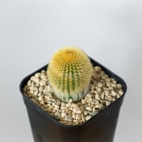 ユーベルマニア エリオカクトイデス 実生 Uebelmannia pectinifera v. eriocactoides サボテン 多肉植物 珍奇植物 静岡 ANTIDOTE 通販 S1483