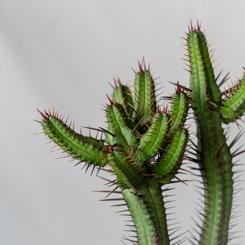 ユーフォルビア エノプラ Euphorbia enopla 紅彩閣 塊根植物