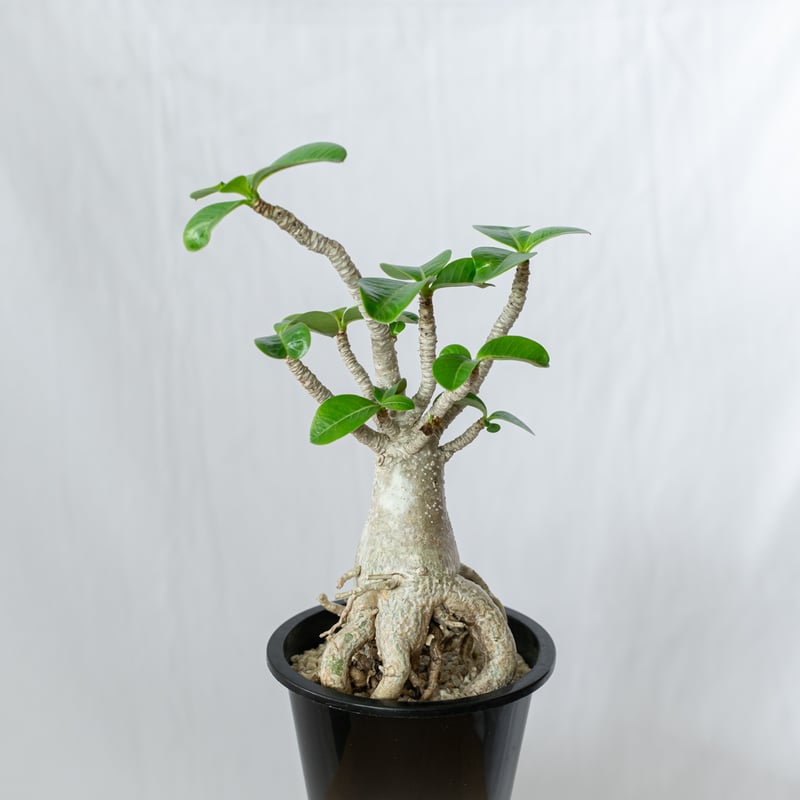 アデニウム アラビカム バオバブフォーム 実生 Adenium Arabicum baobab