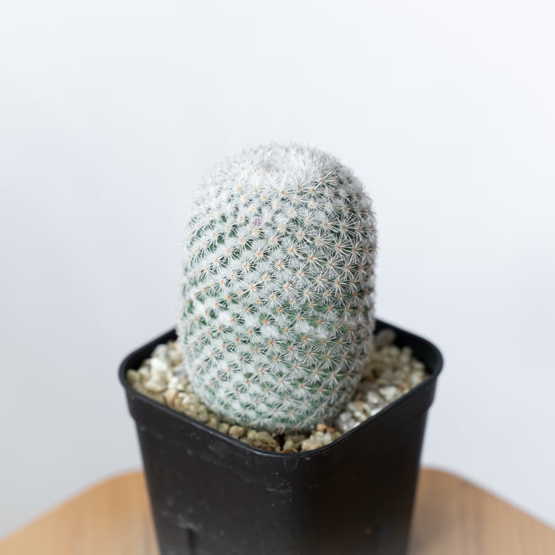 マミラリア 希望丸 実生 Mammillaria albilanata サボテン 多肉植物 珍