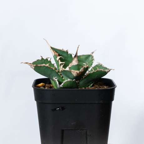 アガベ チタノタ 緑幽霊  Agave titanota TC株 多肉植物 珍奇植物 静岡 ANTIDOTE 通販 S1101