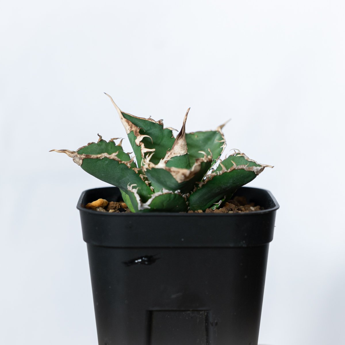 アガベ チタノタ 緑幽霊 Agave titanota TC株 多肉植物 珍奇植物 静岡 A