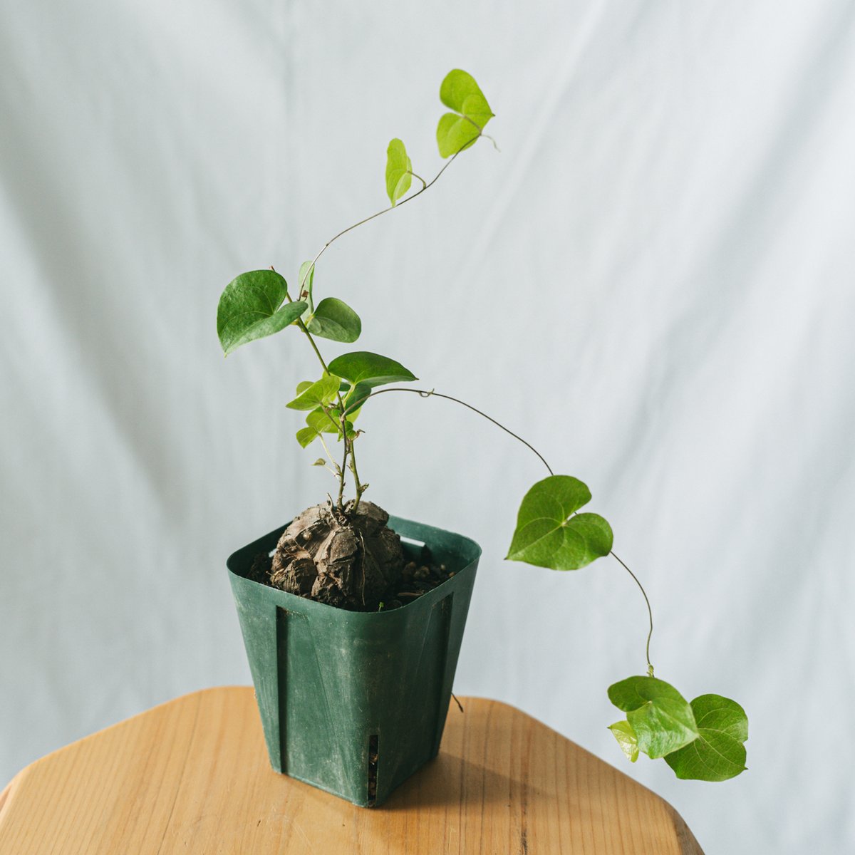D*Y様 アフリカ亀甲竜（７E）　塊根植物　珍奇植物　ディオスコレア・エレファン 亀甲竜（ディオスコレア・エレファンティペス） – linkplants