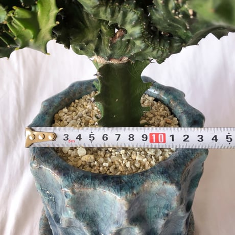 ユーフォルビア マハラジャ 鉢セット Euphorbia lactea 塊根植物 多肉植物 珍奇植物 静岡 ANTIDOTE 通販 S1170