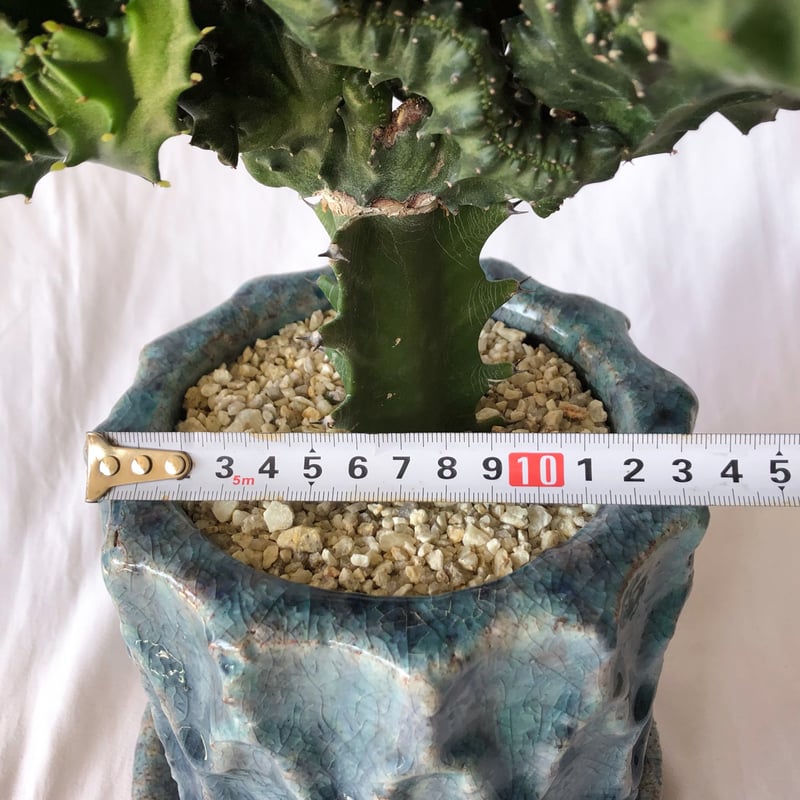 ユーフォルビア マハラジャ 鉢セット Euphorbia lactea 塊根植物 多肉