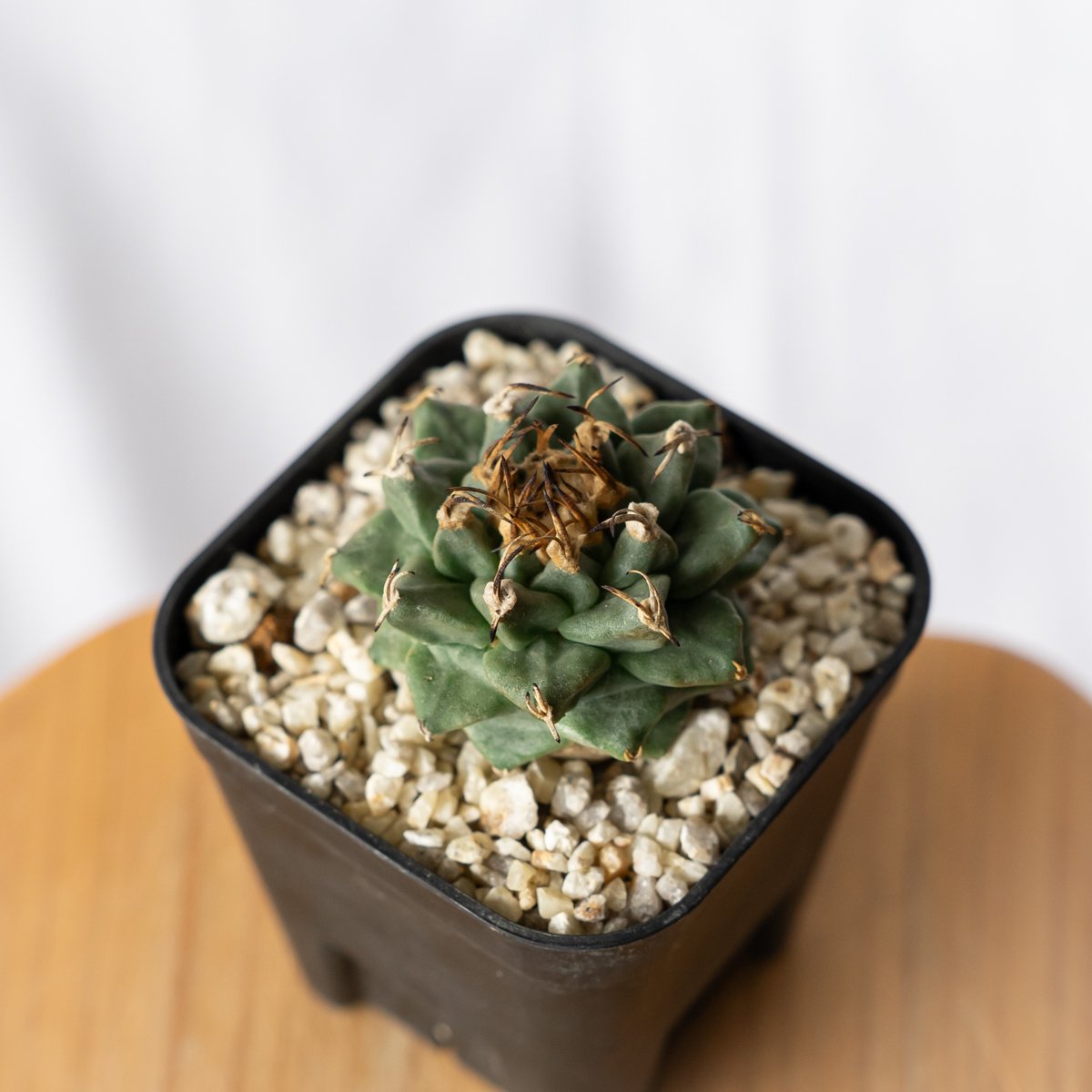 ツルビニカルプス アロンソイ 実生 Turbinicarpus alonsoi サボテン