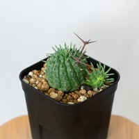 ユーフォルビア 群星冠  実生 Euphorbia stellispina 多肉植物 珍奇植物 静岡 ANTIDOTE 通販 S1459