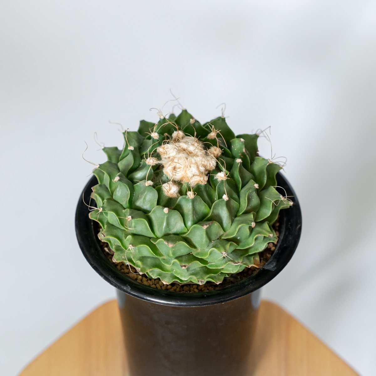 オブレゴニア デニグリー 帝冠 美株 Obregonia denegrii サボテン 多肉