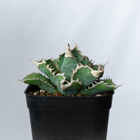 アガベ チタノタ 白幽霊【発根管理中】TC株 agave titanota white ghost 多肉植物 珍奇植物 静岡 ANTIDOTE 通販 S1446