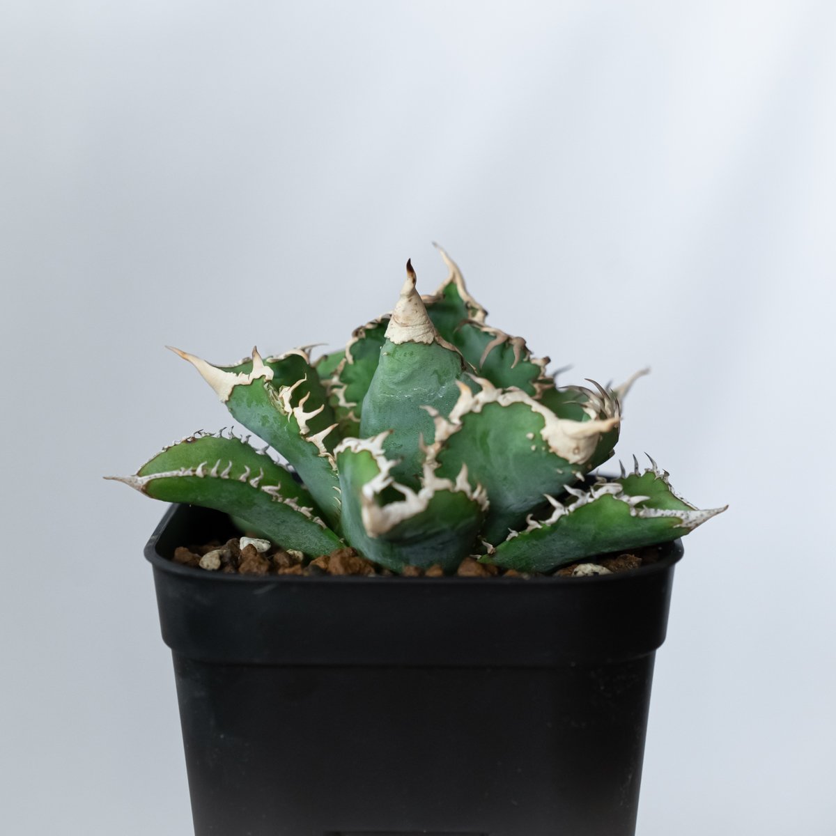 アガベ チタノタ 白幽霊【発根管理中】TC株 agave titanota white gho