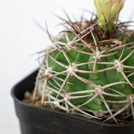 ギムノカリキウム フェロシオール 実生 Gymnocalycium hybopleurum v. ferocior サボテン 多肉植物 珍奇植物 静岡 ANTIDOTE 通販 S642