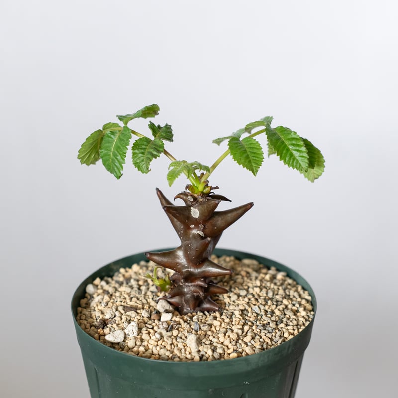 ベイセリア メキシカーナ 実生 Beiselia mexicana 塊根植物 多肉植物
