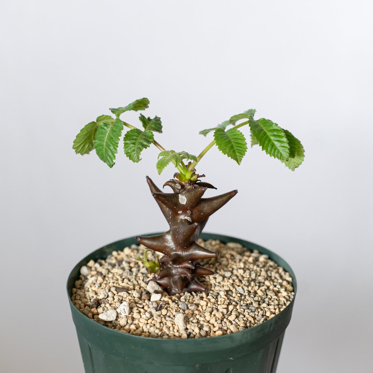 【実生④】ベイセリアメキシカーナ ベイセリア メキシカーナ 実生 Beiselia mexicana 塊根植物 多肉植物