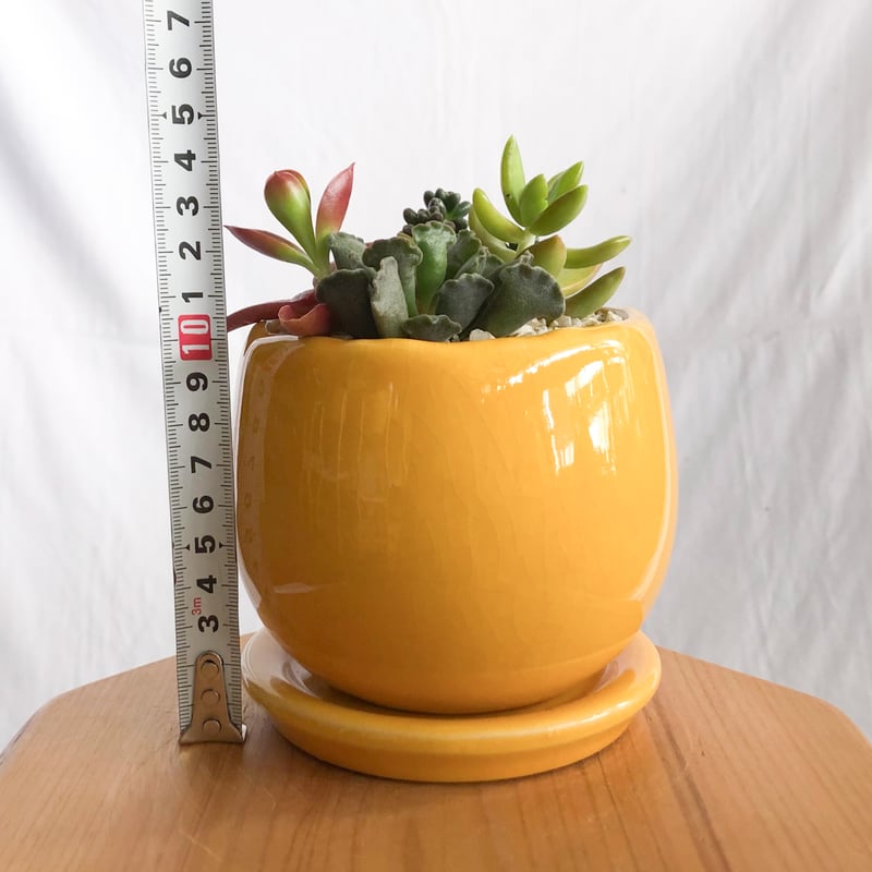 多肉植物 寄せ植え 鉢セット インテリア 多肉植物 観葉植物 珍奇植物