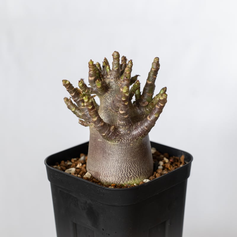 アデニウム アラビカム ブラックスキン Adenium Arabicum Black Skin