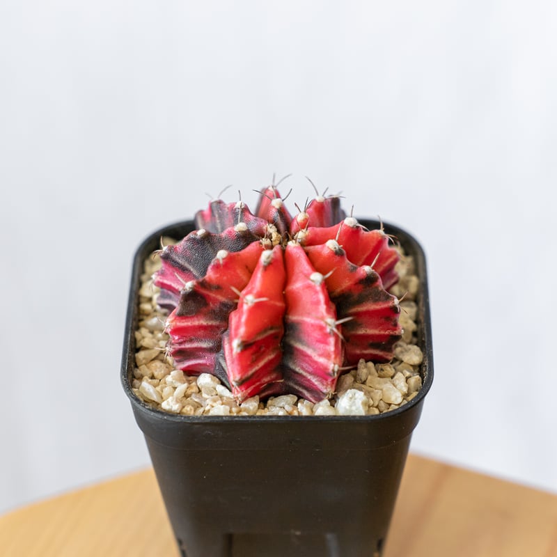 多肉植物　ギムノカリキウム　ミハノビッチ錦　微根 ギムノカリキウム ミハノビッチ 実生【発根管理中】緋牡丹錦