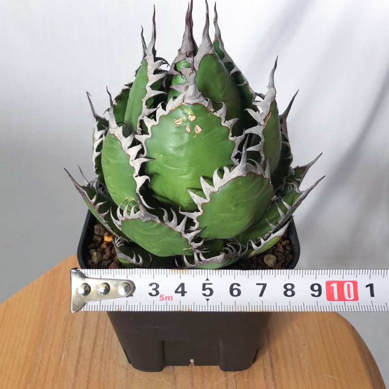 アガベ ホリダ 美株 【発根管理中】OC株 Agave horrida 多肉植物 珍奇